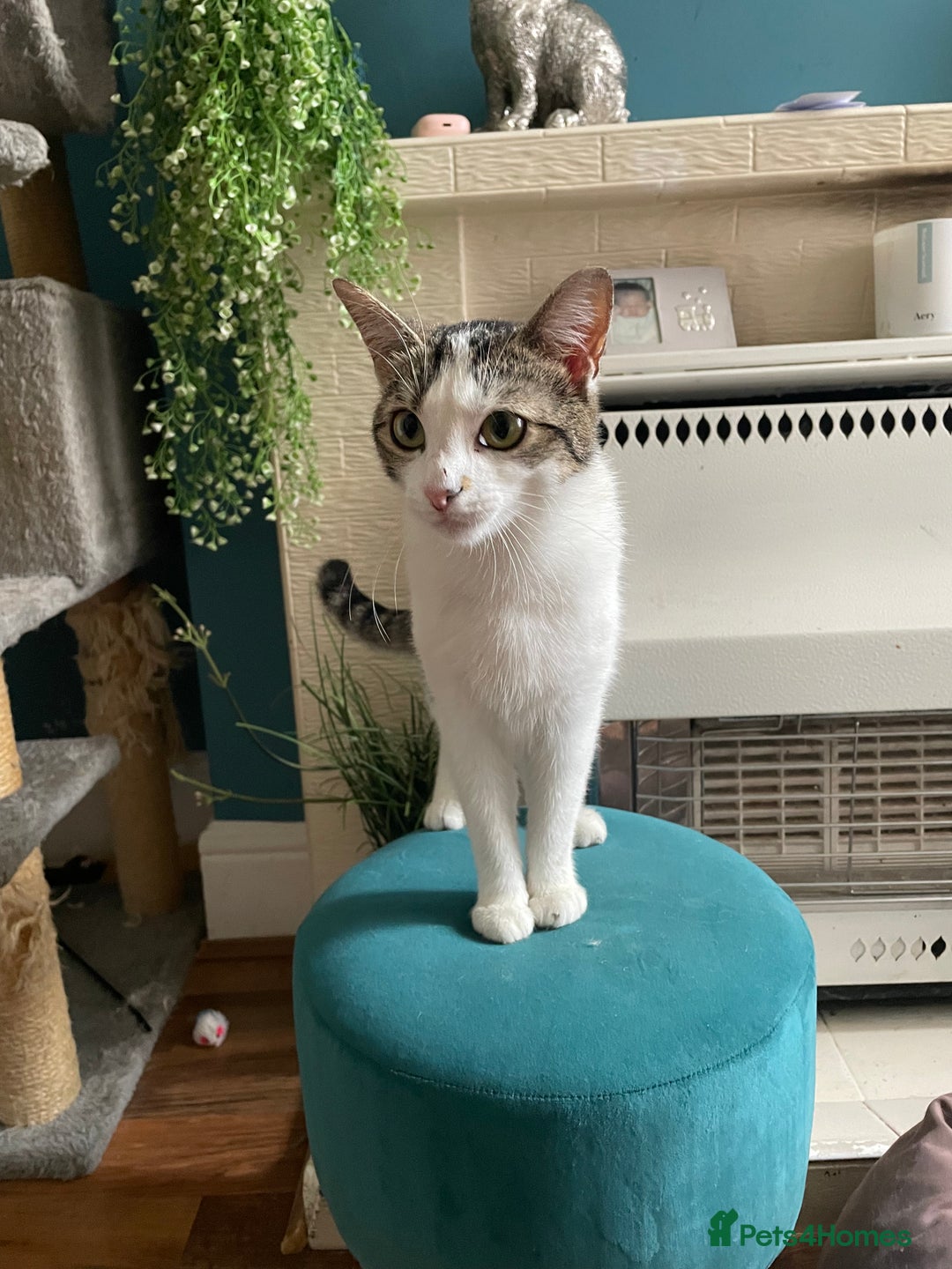 Mixed Breed cats for sale: Lots of cats/kittens up for adoption  - Image 20