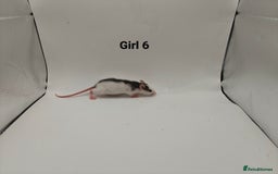 Rat rodents for sale: October Litters: 32 Rats For Sale - Image 14