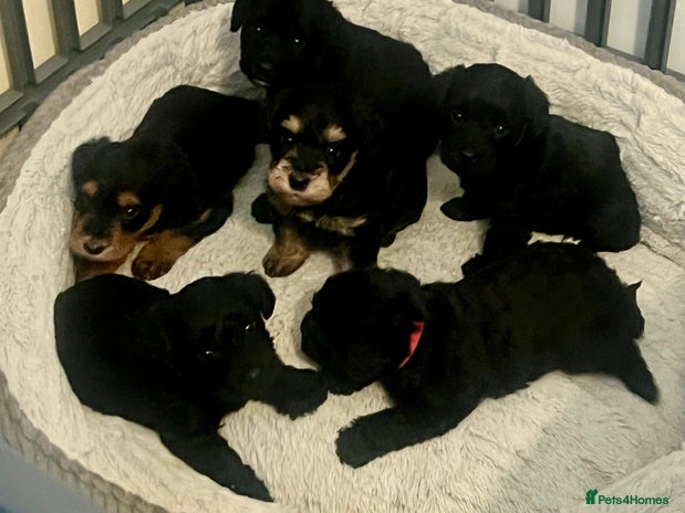 Mixed Breed dogs - Advert 1