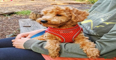 Maltipoo dogs - Advert 2