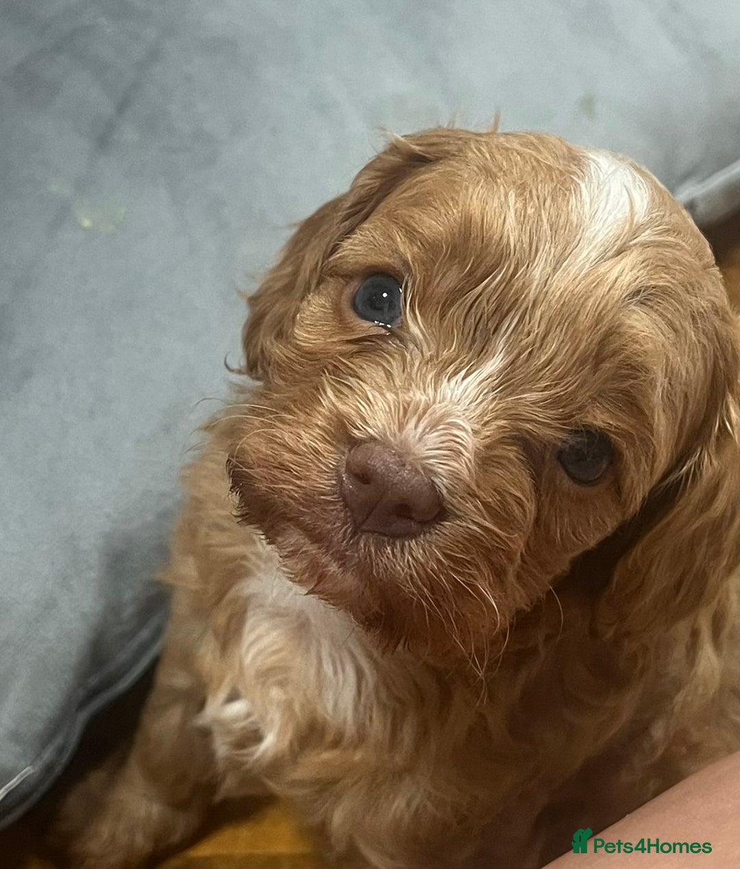 Cavapoo dogs for sale: Cavapoo crossed cavapoo f2 toy puppies - Image 13
