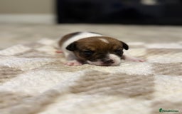 Jack Russell dogs for sale: Tri short legged jack Russell puppies - Image 6