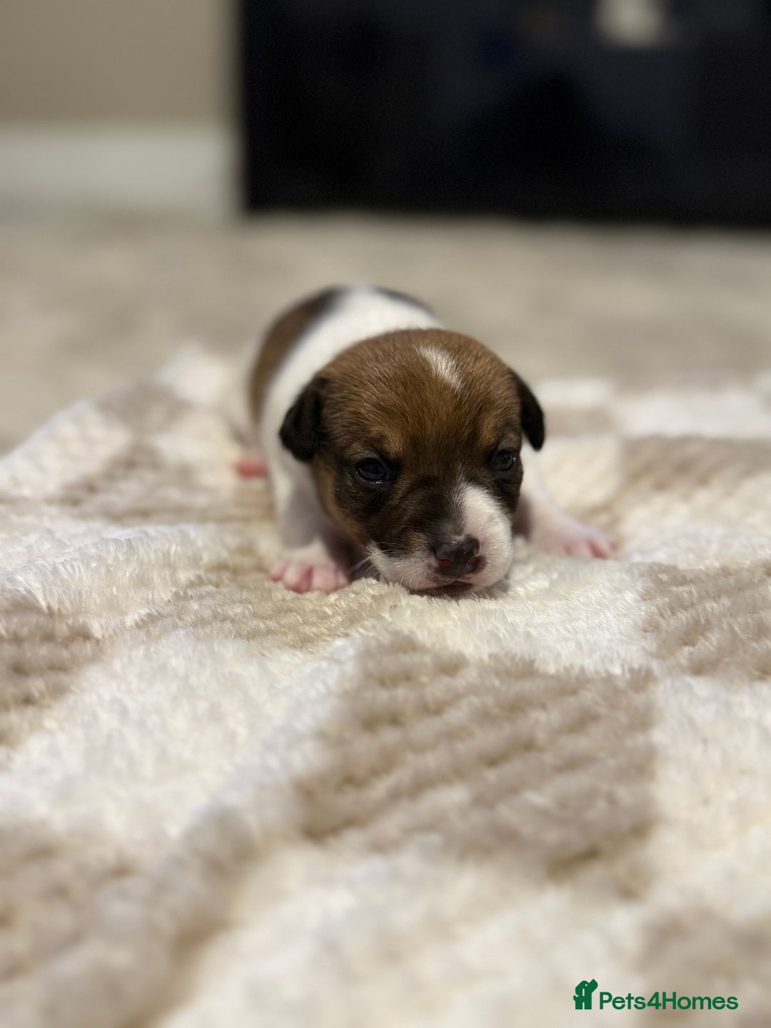 Jack Russell dogs for sale: Tri short legged jack Russell puppies - Image 6