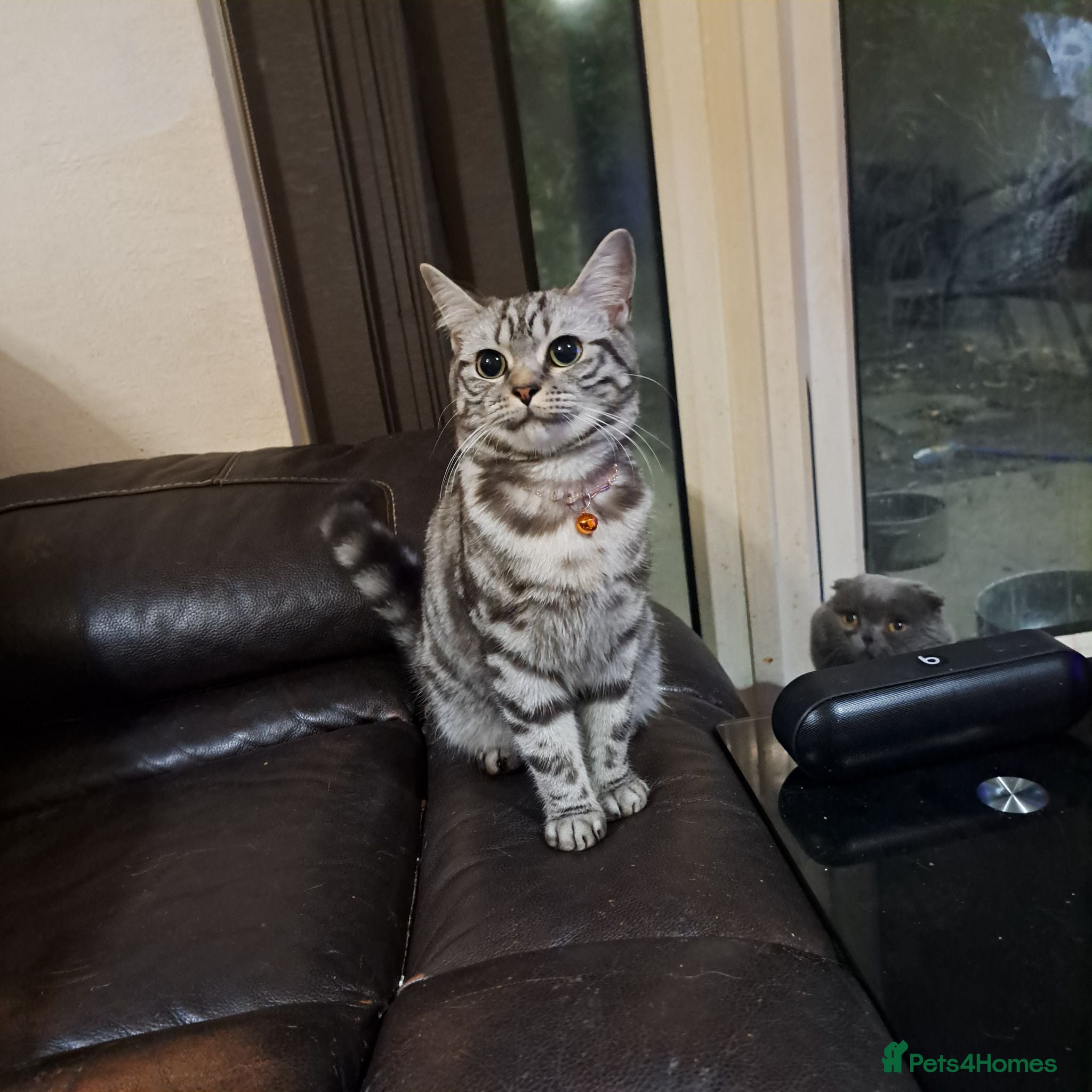 British Shorthair cats Silver Tabby British Short Hair - Advert 4