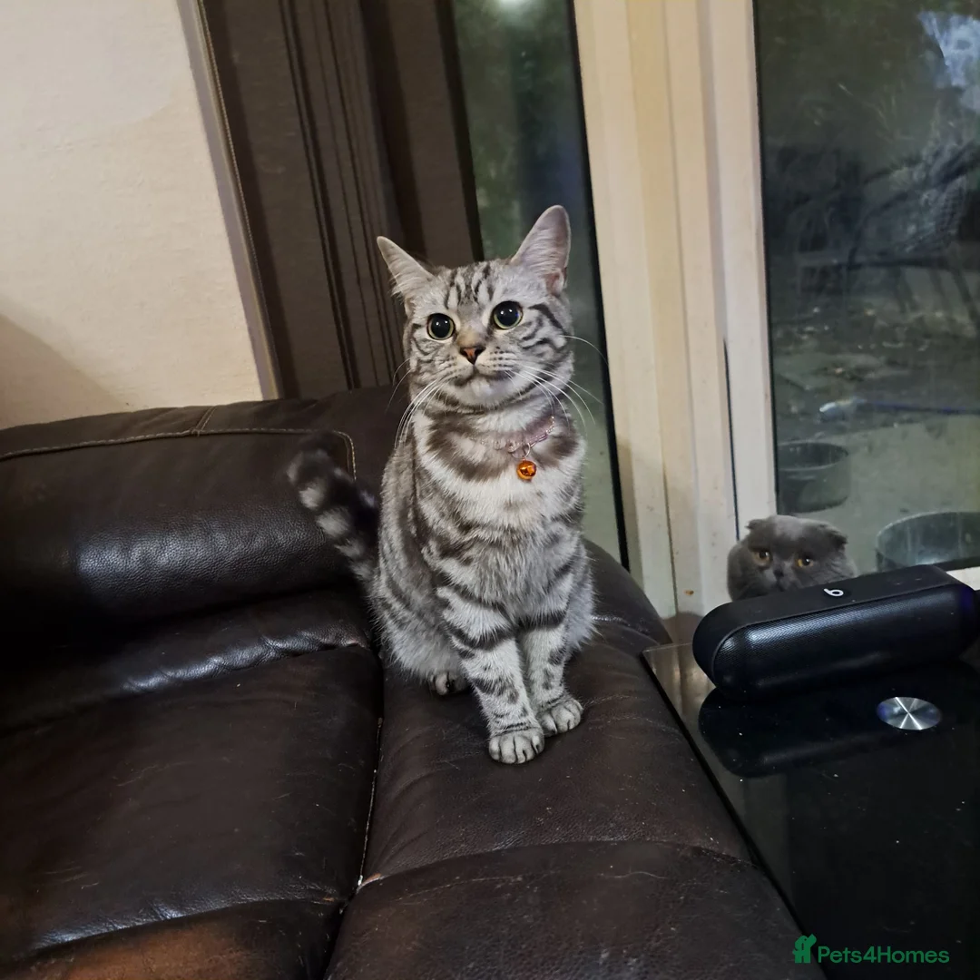 British Shorthair cats for sale: Silver Tabby British Short Hair - Advert 1