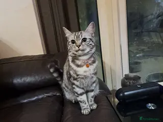 British Shorthair cats Silver Tabby British Short Hair - Advert 2