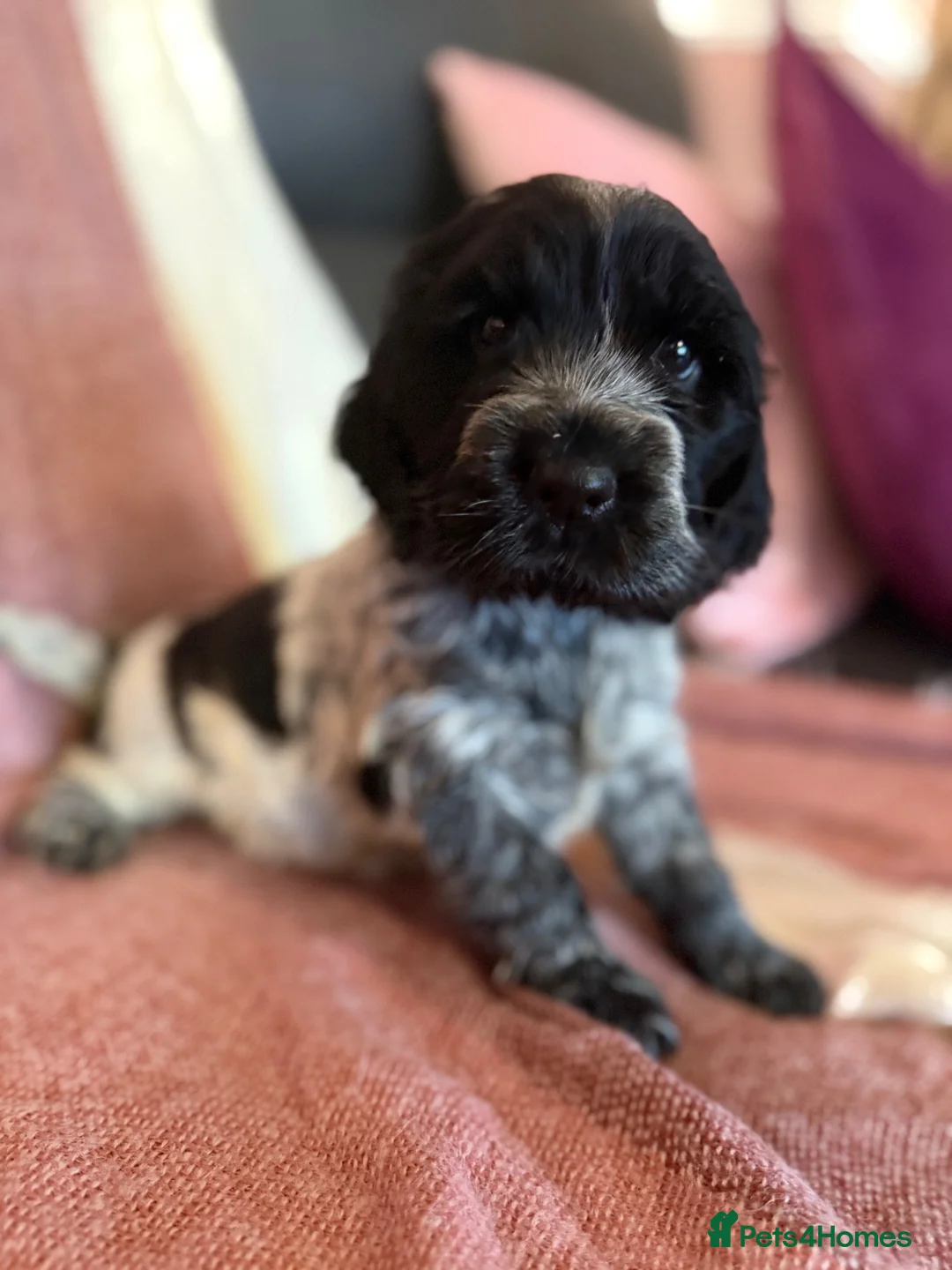 Cocker Spaniel dogs for sale: Beautiful blue roan cocker spaniel girl - Advert 13