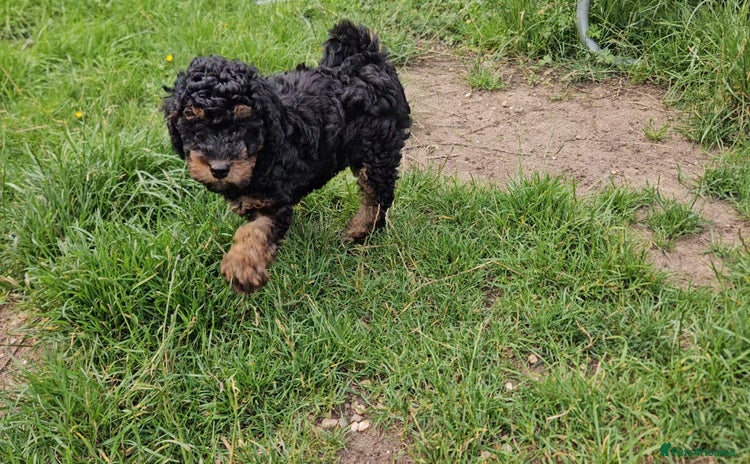 Toy Poodle dogs in Morpeth - Advert 15