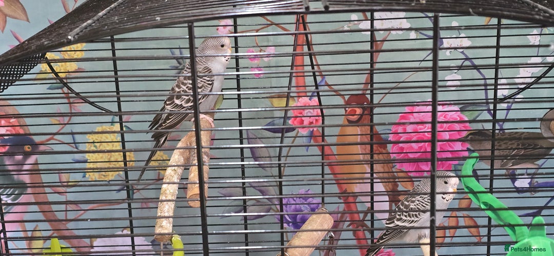 Budgerigars birds for sale: Gorgeous baby budgies - Advert 5