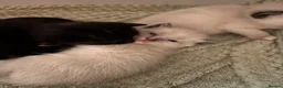 Mixed Breed cats for sale: Beautiful calico and pointed kittens in Woodbridge - Advert 2