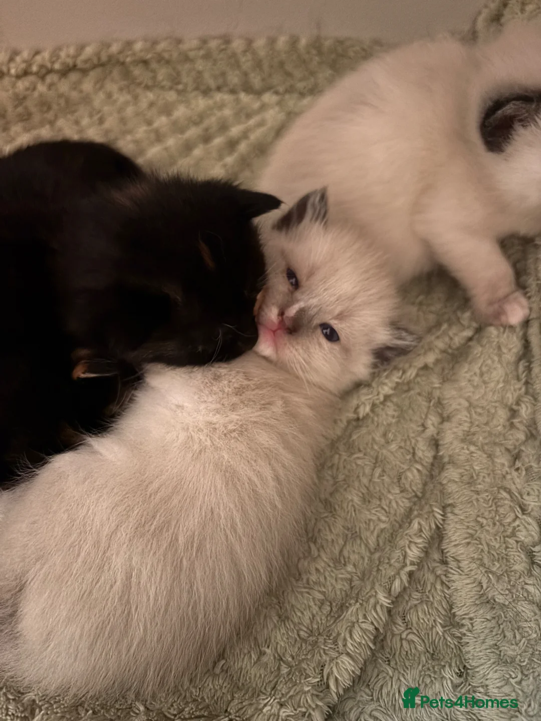 Mixed Breed cats for sale: Beautiful calico and pointed kittens in Woodbridge - Advert 2