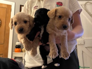 Mixed Breed dogs - Advert 25