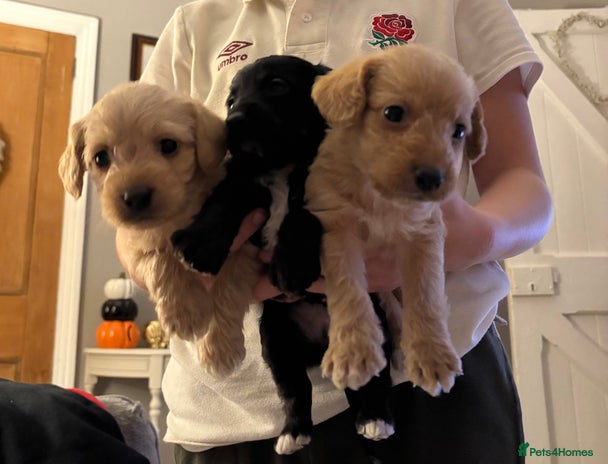 Mixed Breed dogs - Advert 16