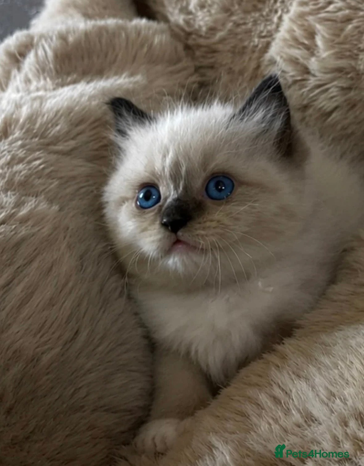 Ragdoll cats Gorgeous full ragdoll kittens 2 left ! - Advert 14