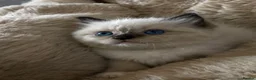 Ragdoll cats for sale: READY Sunday cute full ragdoll kittens 2 left - Advert 5