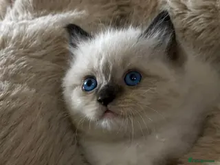 Ragdoll cats Gorgeous full ragdoll kittens 2 left ! - Advert 14