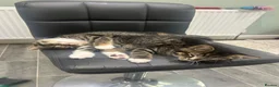 British Shorthair cats for sale: BRITISH SHORTHAIR KITTENS-AVAILABLE NOW  - Advert 15
