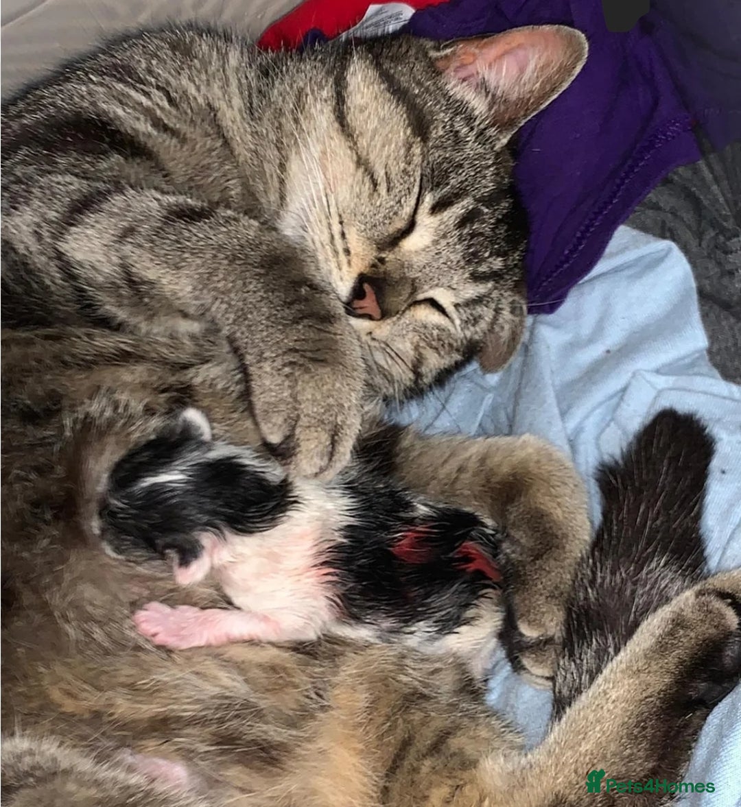 Mixed Breed cats for sale: Lilac & peach girl kitten left - Advert 5