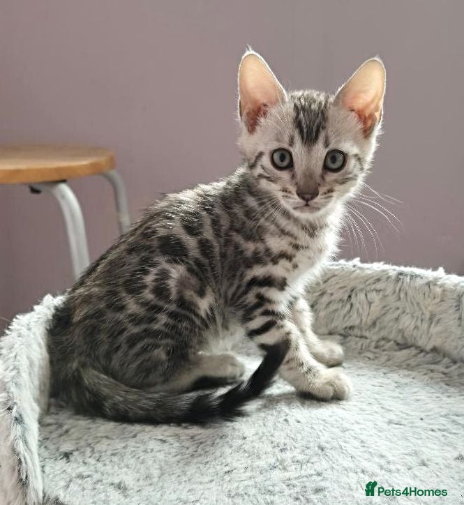 Bengal cats Superb Quality Bengal Kittens - Advert 9