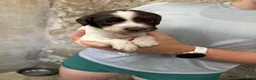 English Springer Spaniel dogs for sale: Springer spaniel puppies  - Advert 11