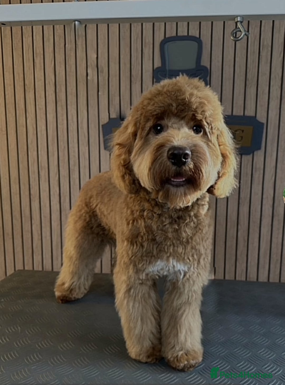 Cockapoo dogs for sale: Cockapoo puppies  - Image 3