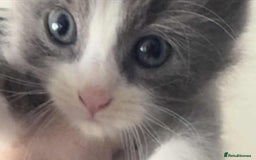 Mixed Breed cats for sale: Beautiful Litter of 4 kittens  - Image 1