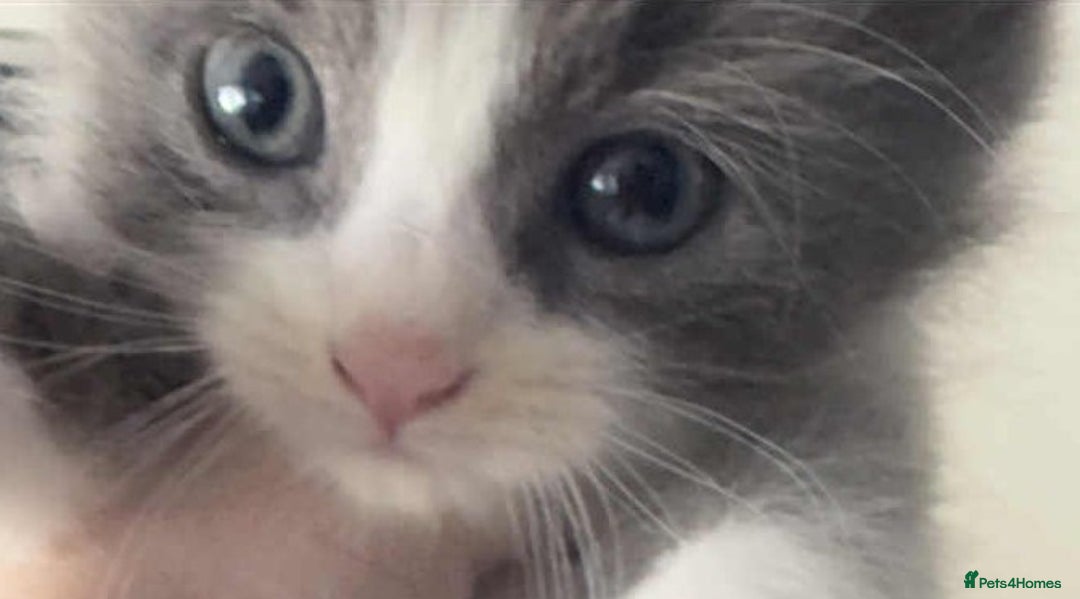 Mixed Breed cats for sale: Beautiful Litter of 4 kittens  - Image 1