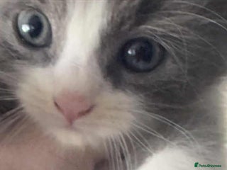 Mixed Breed cats - Advert 1