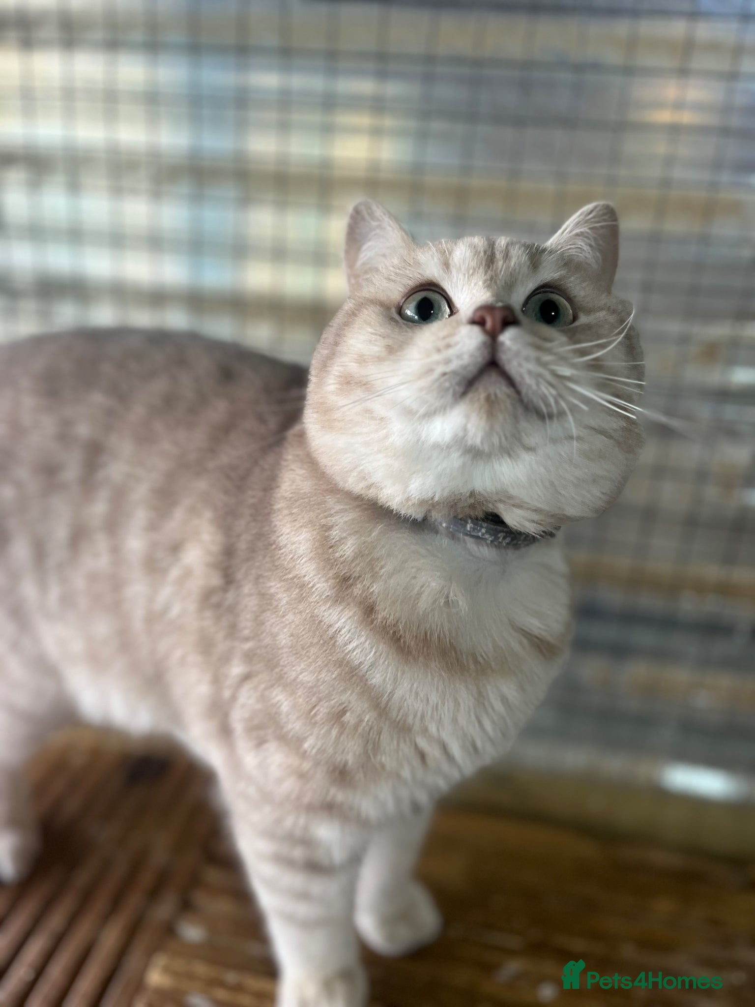 British Shorthair cats Gccf British Shorthair males for Stud  - Advert 2