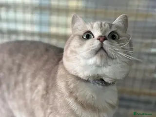 British Shorthair cats Gccf British Shorthair males for Stud - Advert 2