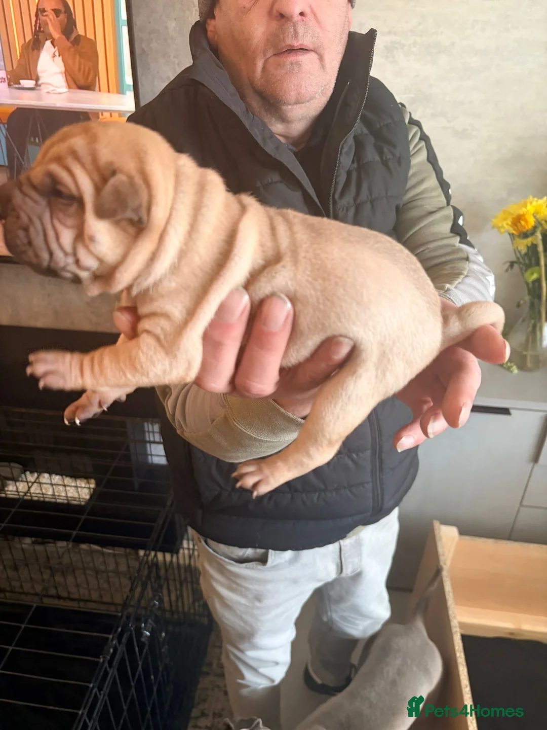 Shar Pei dogs for sale: Shar Pei Puppies looking for forever homes - Advert 16
