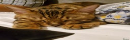 Bengal cats for sale: Gorgeous Bengal Glitter Boy - Advert 5