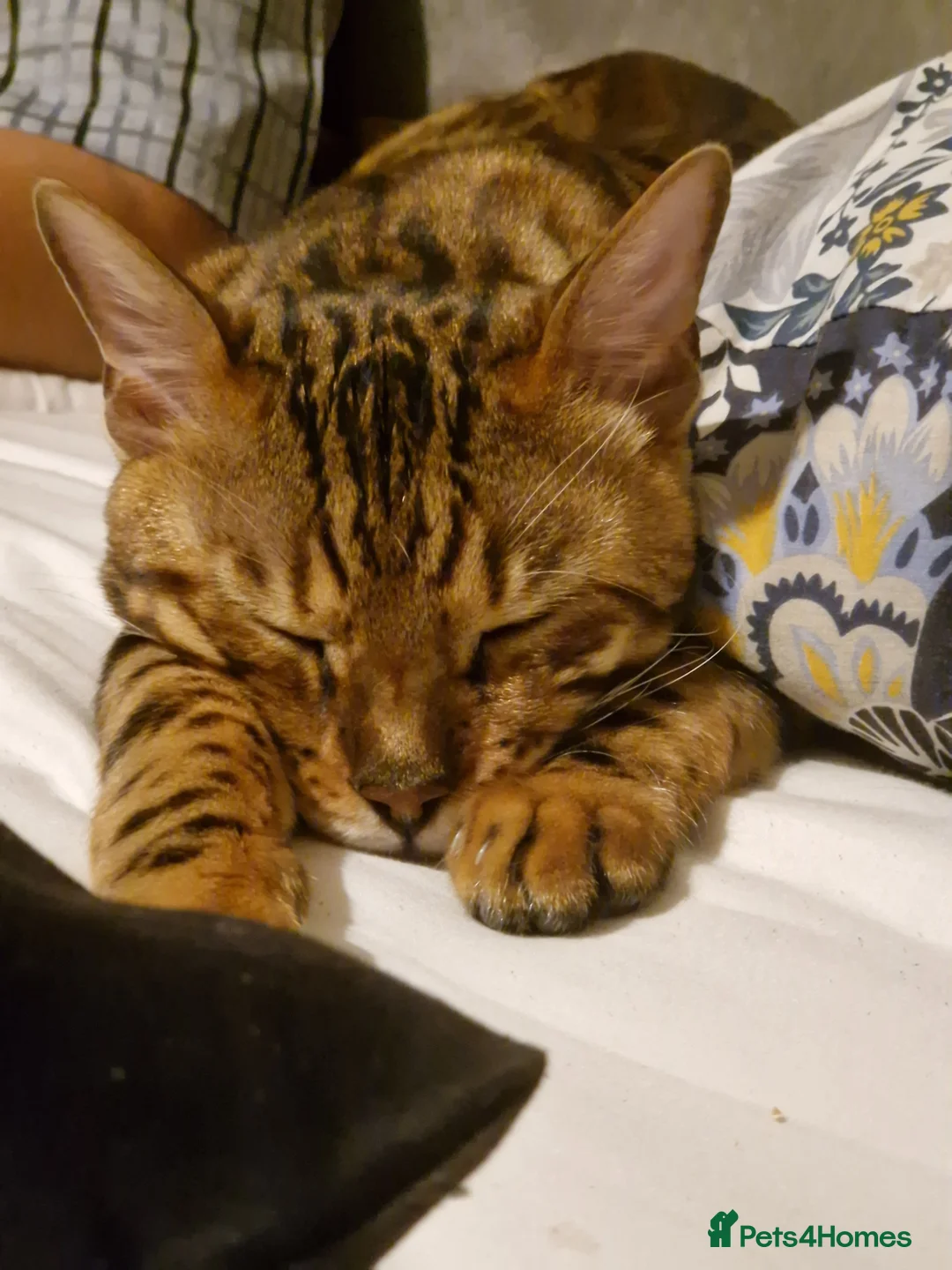 Bengal cats for sale: Gorgeous Bengal Glitter Boy - Advert 5