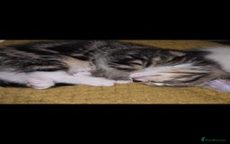 European cats for sale: Kittens ready now  - Image 3