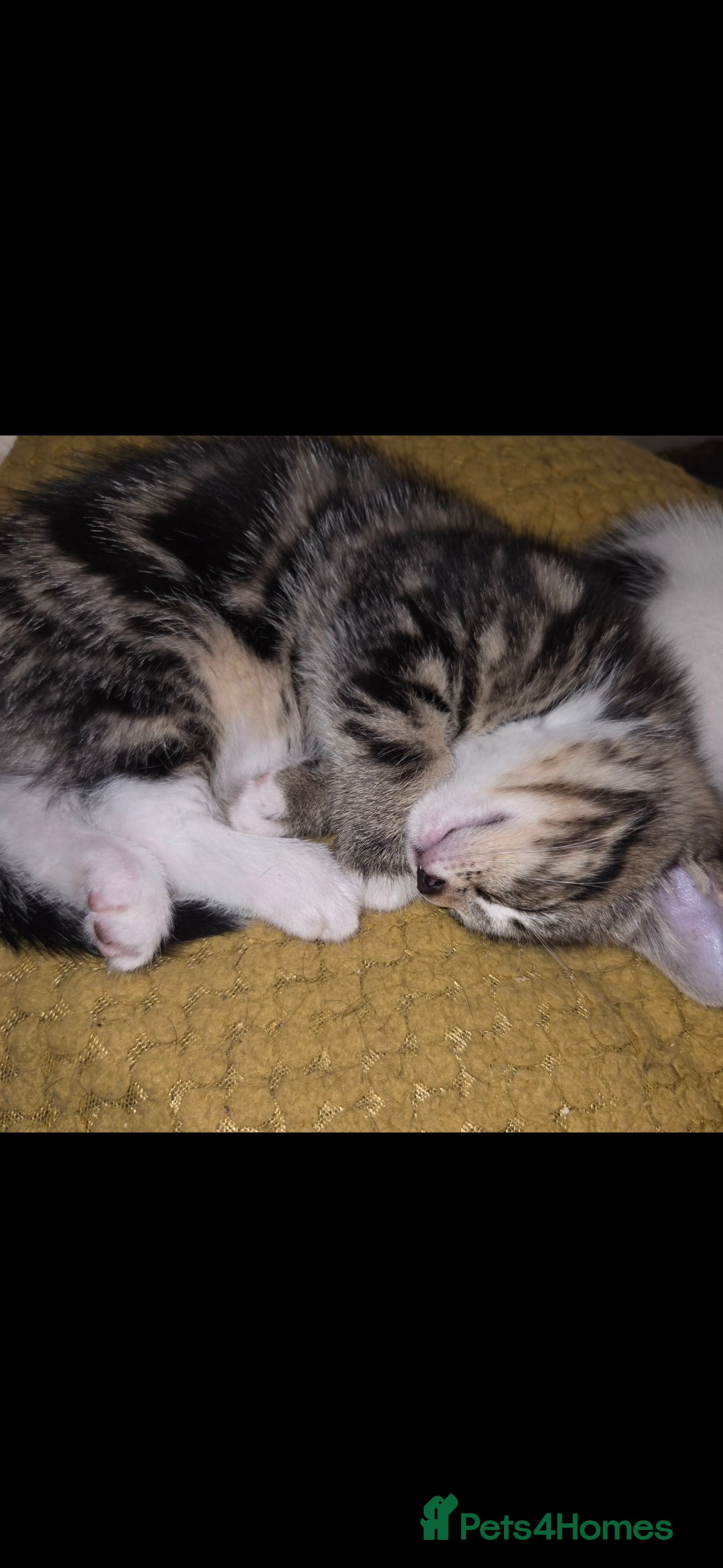 European cats for sale: Kittens ready now  - Image 3