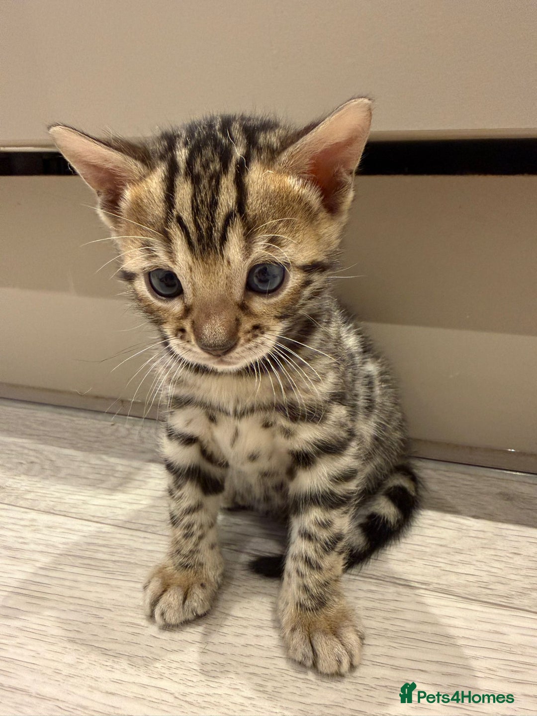 Bengal cats for sale: Bengal Kittens For Sale (4 Left) - Image 4