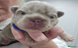 French Bulldog dogs for sale: French Bulldog Visual fluffies - Advert 4