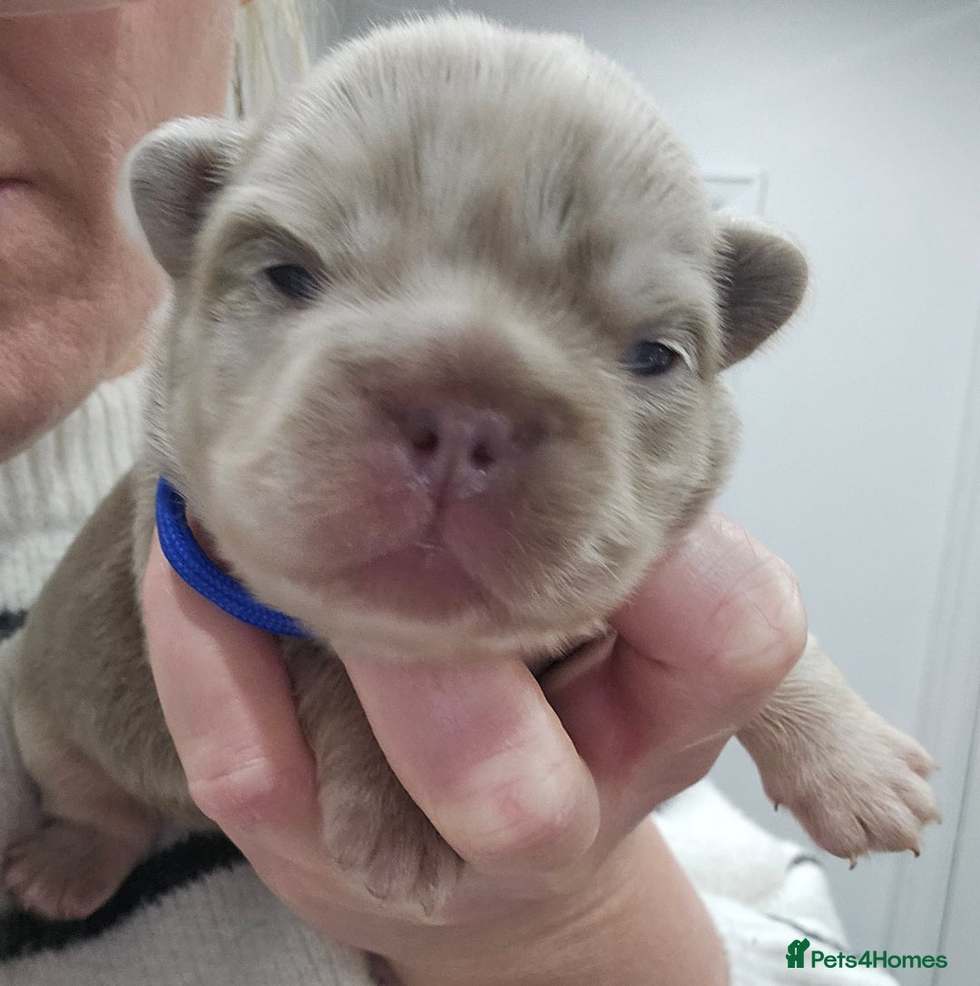 French Bulldog dogs for sale: French Bulldog Visual fluffies - Advert 4