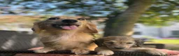 Miniature Dachshund dogs for sale: 🐶 Cream KC Miniature Long haired Dachshund  🐶  - Advert 10