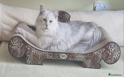 Maine Coon cats for sale: Neutered shaded Princess  - Image 5