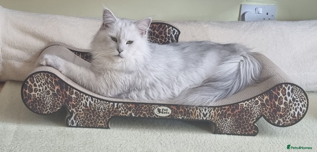 Maine Coon cats for sale: Neutered shaded Princess  - Image 5
