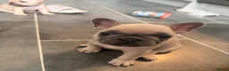 French Bulldog dogs for sale: Beautiful KC Registered French Bulldog Puppies 🐾 - Advert 37