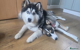 Pomsky dogs for sale: Pomsky F3 Pups -Read Descp - Image 2