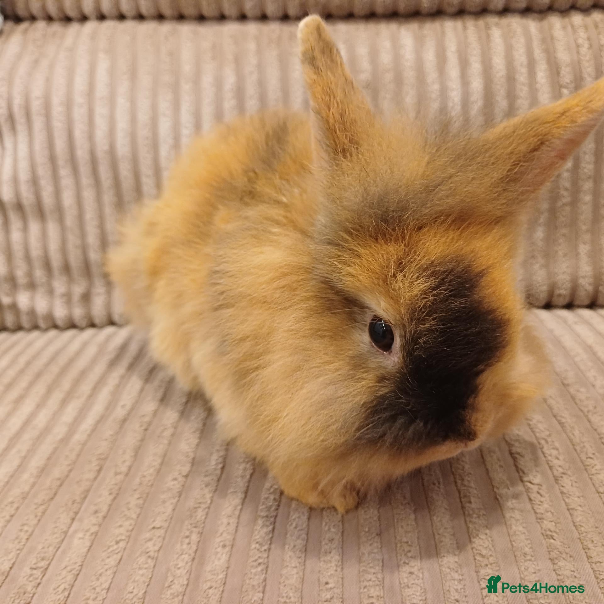 Mixed Breed rabbits for sale: Double Maned Lion Lops - Advert 2