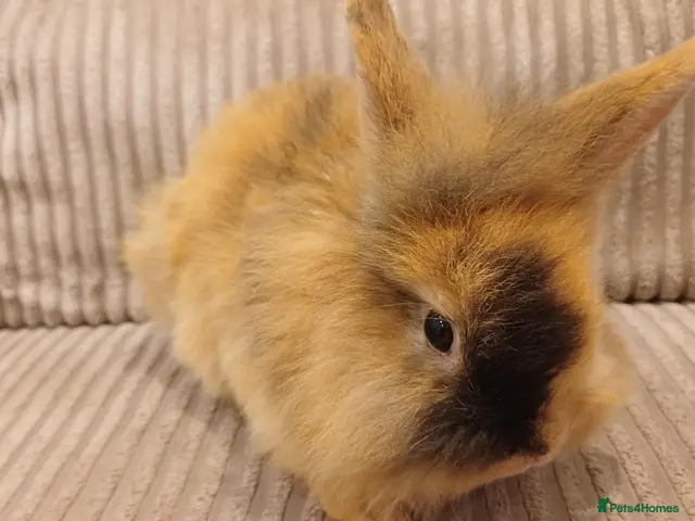 Mixed Breed rabbits for sale: Double Maned Lion Lops - Advert 2