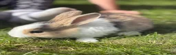 Mixed Breed rabbits for sale: Gorgeous bunnies - Advert 3