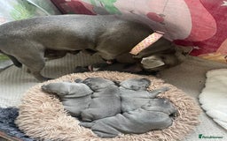 Staffordshire Bull Terrier dogs for sale: Blue Staffordshire bull terrier kc registered ❗️ - Image 34
