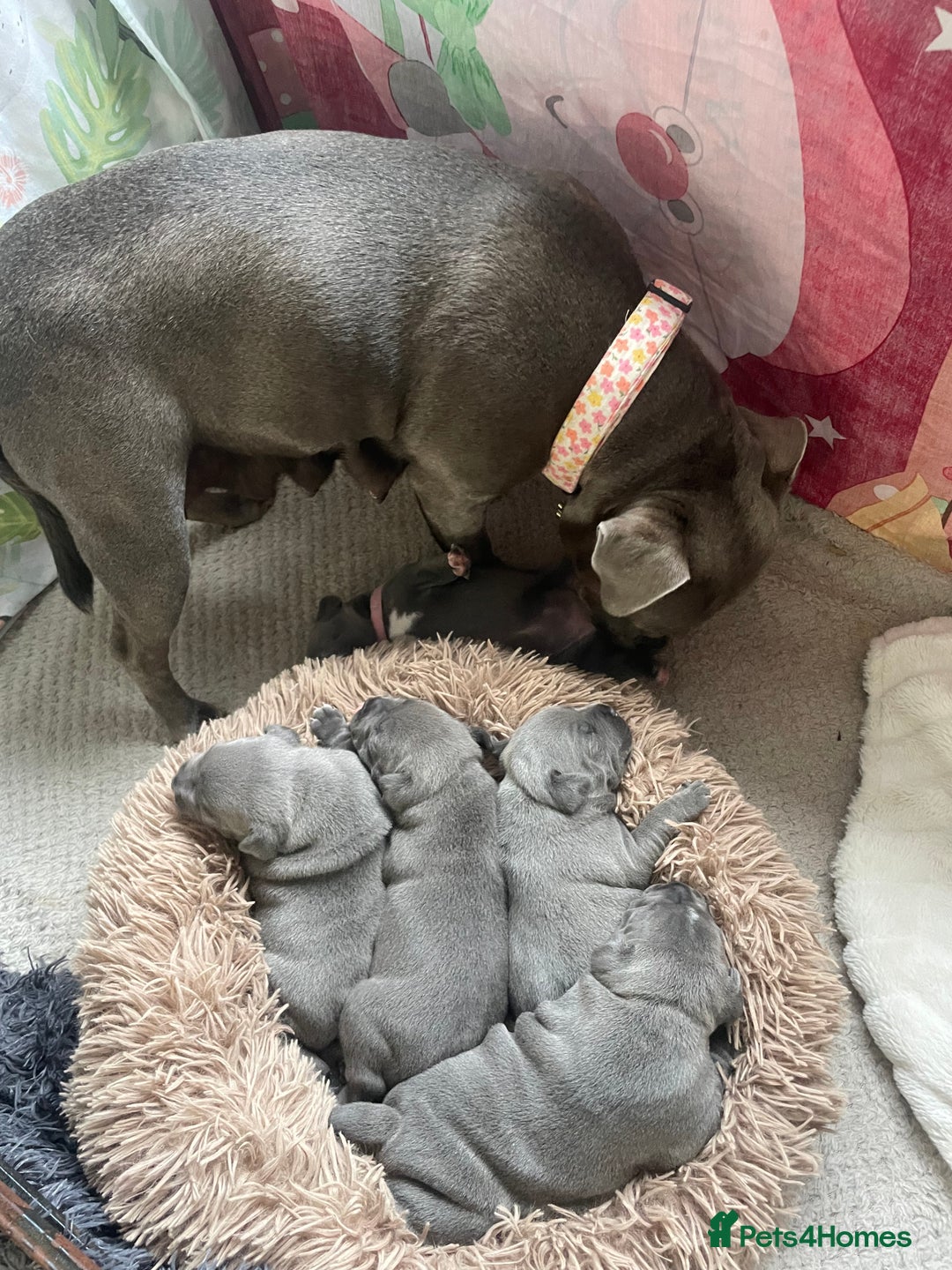 Staffordshire Bull Terrier dogs for sale: Blue Staffordshire bull terrier kc registered ❗️ - Image 34