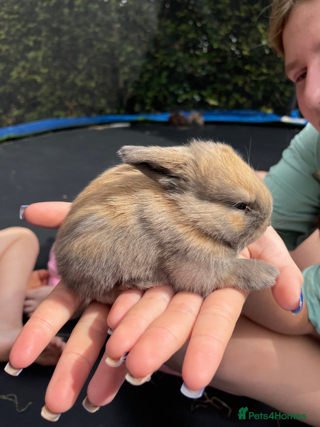 Mini Lop rabbits for sale: Mini Lop Buck - Image 5