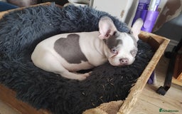 French Bulldog dogs for sale: Fully vaccinated French bulldog puppies ready now. - Image 6